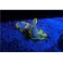 Ensemble lampe SEALIFE SEA DRAGON FLUORO DUAL BEAM
